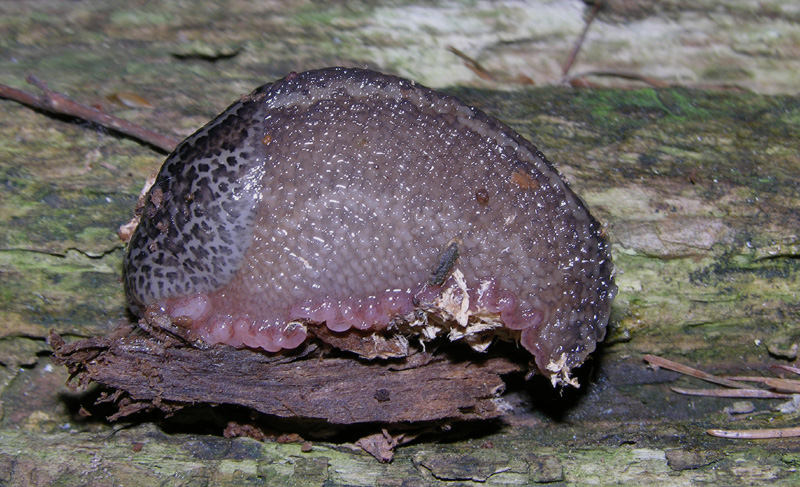 Limax veronensis da Trento
